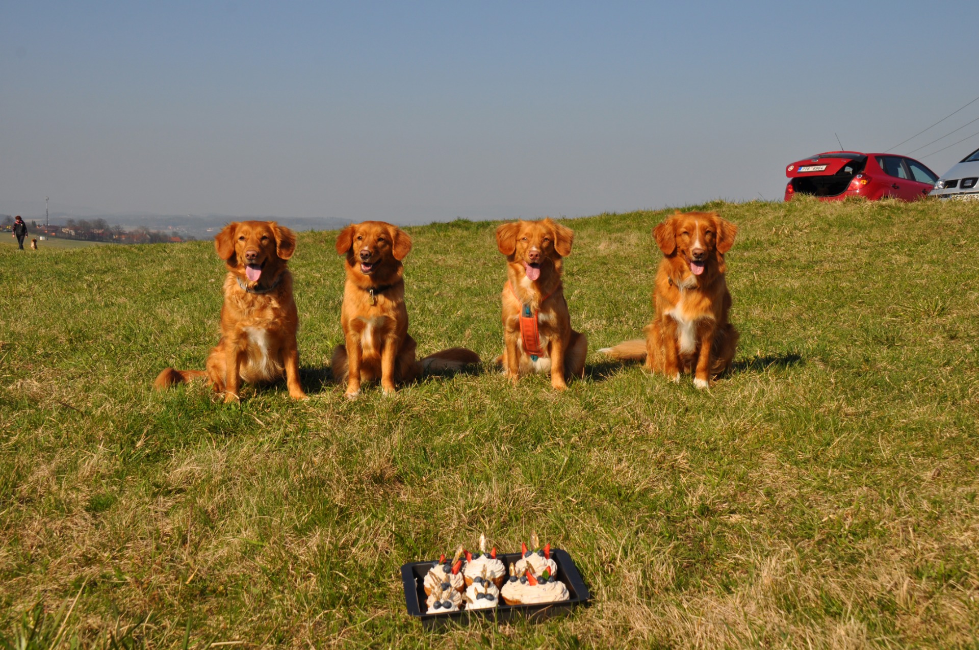 Foto z leva: Abby, Skyla, Nixí, Duck